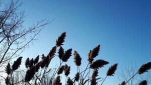 ciel bleu et hautes herbes en contrejour